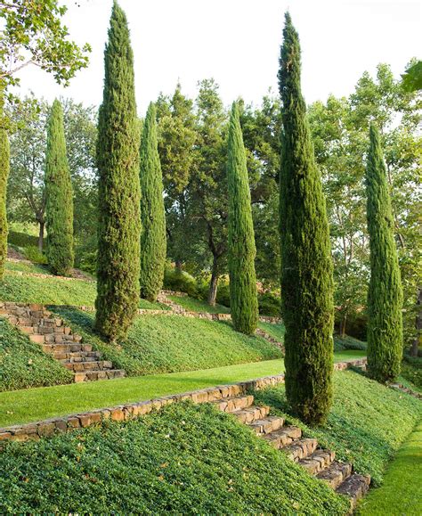 5 Fast Growing Evergreen Trees That Transform Your Landscape