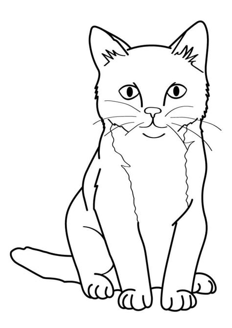Gato B Sico Para Colorear Imprimir E Dibujar Coloringonly