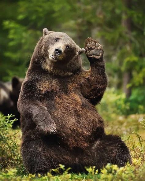 Bear On Instagram Hello Friend💚 Credit Unknow Please Dm For