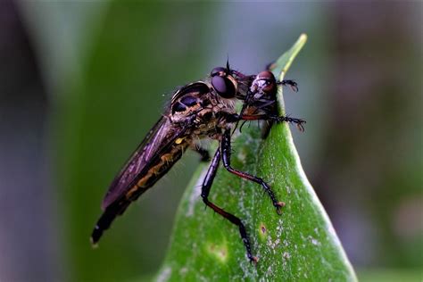 dscf1909 a robber fly that s just captured dinner a small … flickr