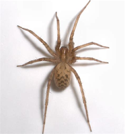 Light Brown Spider Tegenaria Domestica Bugguidenet