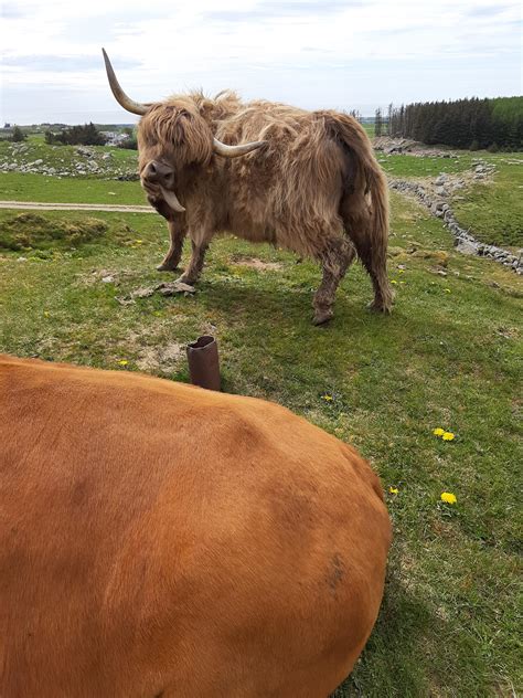 This Highland Cattle Funny