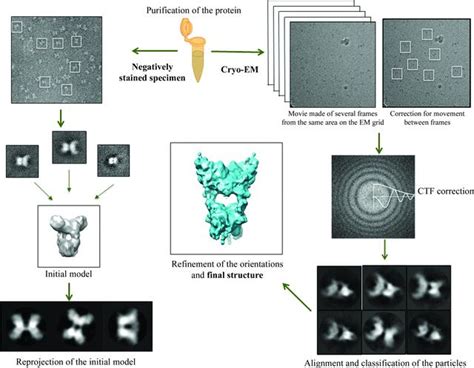 Iucr Cryo Electron Microscopy And X Ray Crystallography