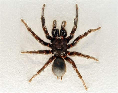 Sydney Funnel Web Spider Atrax Robustus