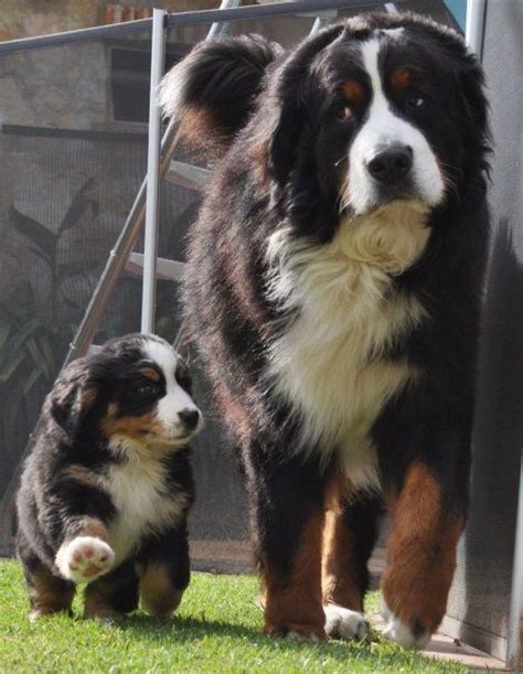 192 Best Bernese Mountain Dogs Images On Pinterest