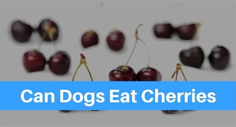 Can Dogs Eat Cherries Petsolino
