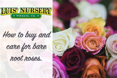 Bare Root Roses How To Buy And Care For Them Luis Nursery In Visalia