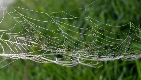 Morning Dew On The Spider Webs Hanging From The Trees In A Forest Stock