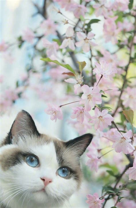 Kitty Sakura~~ Cute Cats Pretty Cats Cat Photography