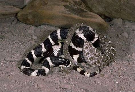 King Snake Vs Rattlesnake Le Cutest Animals