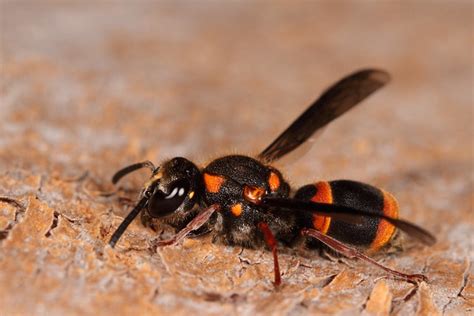 Alternating yellow and brown or black stripes. Wasp with orange stripes | Flickr - Photo Sharing!