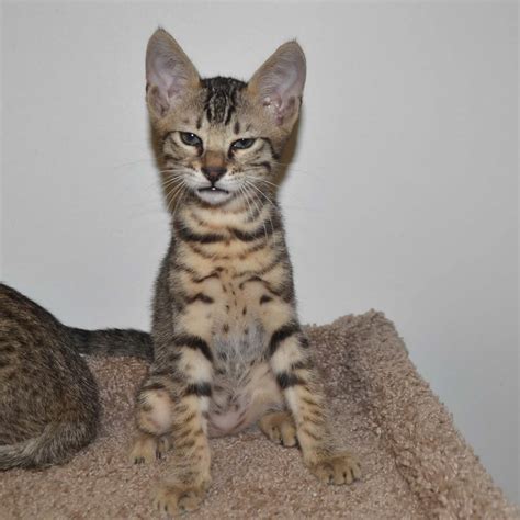 Start shopping pets for less today and grab a screamin' good deal. F6 Savannah Kittens for Sale Amanukatz Savannah Cats Ohio ...