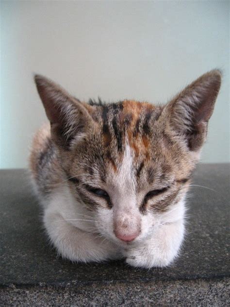 Shy Kitten Flickr Photo Sharing