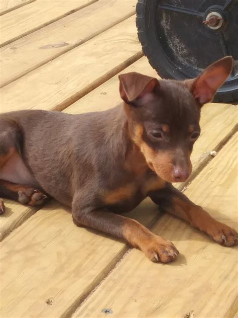 Min Pin Puppies Florida