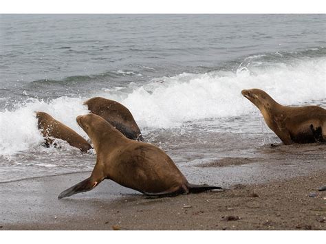 Uptick In Sea Lions Poisoned By Domoic Acid Logged In Area Santa Cruz