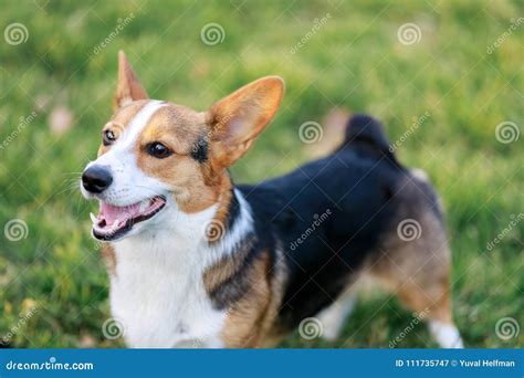 Adult Male Corgi Portrait Stock Image Image Of Adult 111735747