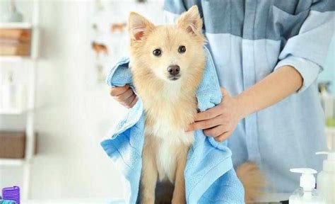 You should look out for pet groomers who have certificates in grooming assistants and introductory dog grooming as well as diplomas for dog grooming. Dog Grooming Courses Near Me