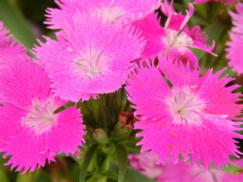 Hot Pink Flowers Wallpaper Nature And Landscape