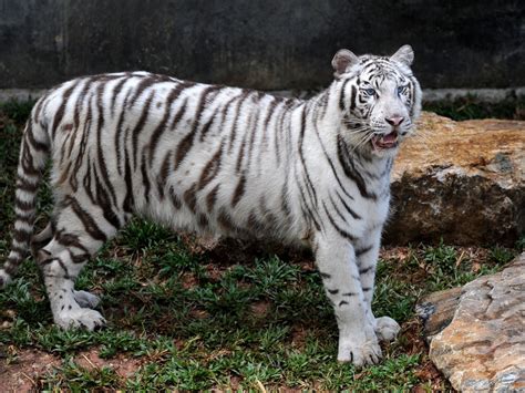 The White Tiger Animal Why Are White Tigers Becoming Extinct Quora