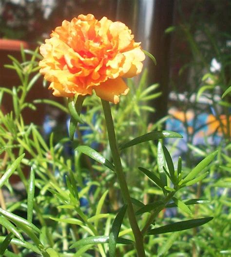 Bunga ros jepun atau bunga mawar yang berasal dari jepang ini memiliki keunikan tersendiri. Semua Menjadi: Ros Jepun Boss