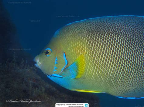 Holacanthus Bermudensis Blue Angelfish