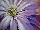 Flower painting | Flower painting, Art painting, Wine and canvas