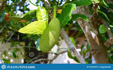 Jackfruit Small Jackfruit On Jackfruit Tree Stock Photography