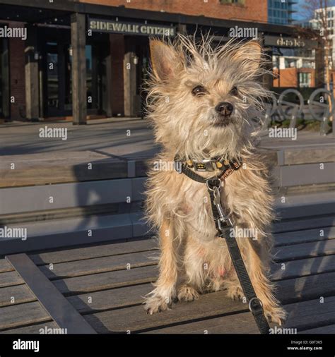 How Much Is Terrier Poodle Chihuahua Mix