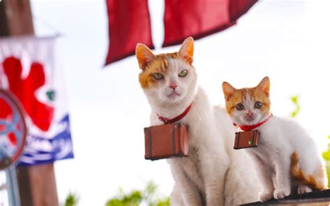 These Cats Can Be My Japanese Tour Guides Any Time Catster