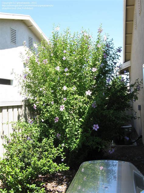 Trees Shrubs And Conifers Rose Of Sharon Aphrodite In Full Sun Northern California 1 By