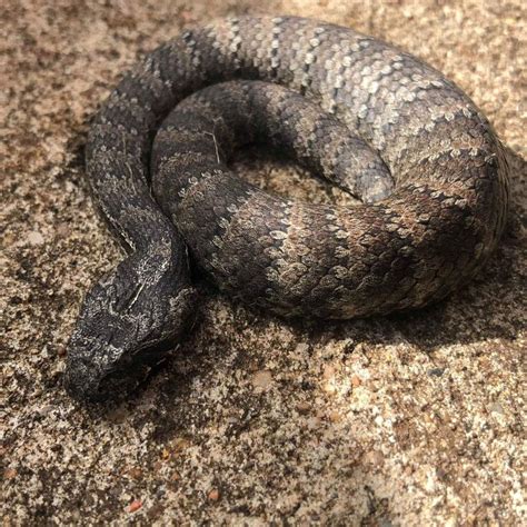 Terrey Hills Dan Cook Finds Death Adder Snake In Garden Daily Telegraph