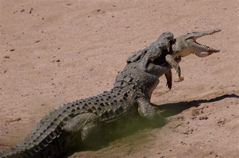 13 Foot Cannibal Crocodile Eats Unlucky Smaller Beast