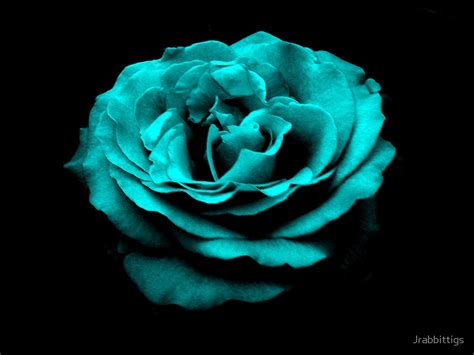 Turquoise Rose Hd Desktop Wallpaper 35144 Baltana