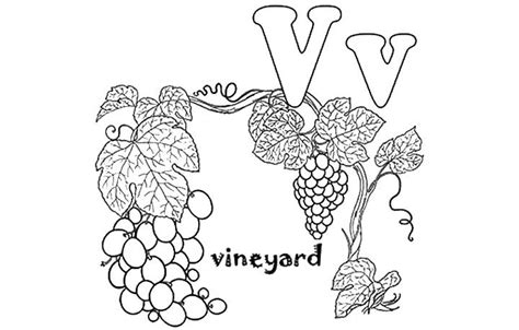 Vine Line Drawing At Getdrawings Free Download