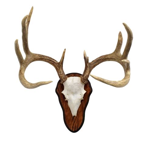 Whitetail Deer Antlers 5x5 Taxidermy Mounts For Sale And Taxidermy