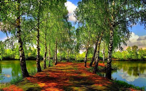 Beautiful Spring Forest Wallpapers And Images Wallpapers