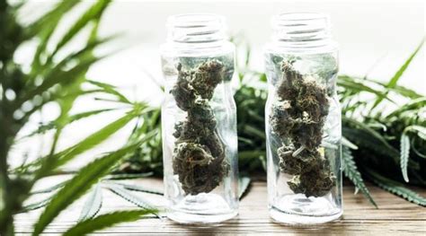Asked them to lodge a complaint but they said they cannot help at this point please leave your details and someone will call me in the morning. Does Weed Go Bad Or Expire? | Weed Storage | Fresh Weed ...