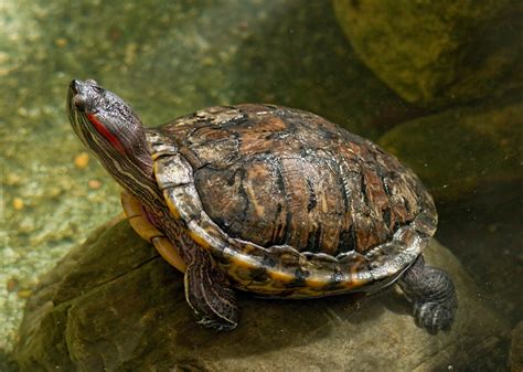 Red Eared Slider Turtle Invasive Species Council Of British Columbia