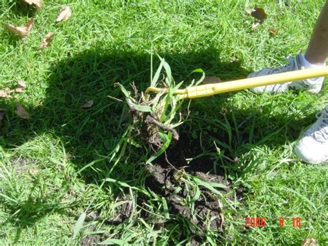 Crabgrass Control Removal Killer Crab Grass Weed Twister Remover Vs