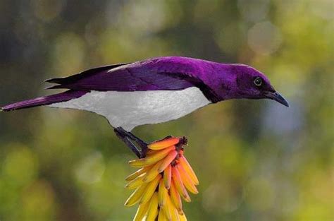 Oval beads look like gems or emeralds. Plum Coloured Starling - Bird - South Africa...