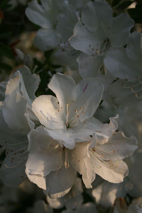 Azalea White White Oleander White Azalea Genealogy Sites Azaleas