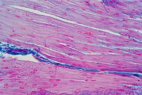 Histology Of Human Smooth Muscle Under Microscope View For Education
