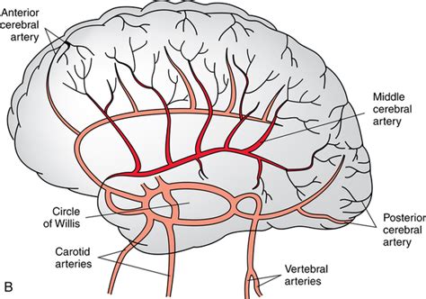 Neurosurgery Of The Brain And Peripheral Nerves Basicmedical Key