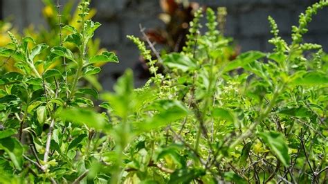 Holy Tulsi Plant Spiritual Benefits History And Importance