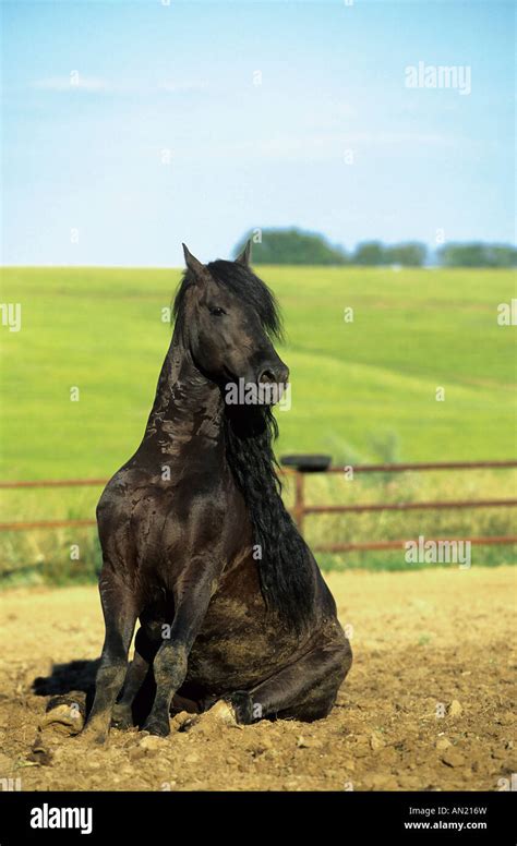 Friesen Pferd Fotos Und Bildmaterial In Hoher Auflösung Alamy