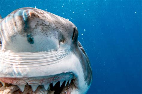 Marine Biologist Gets Within Inches Of Huge Shark As