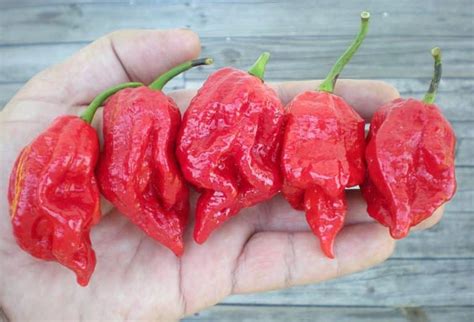 the hottest peppers in the world 2024 update