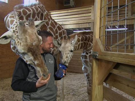 April The Giraffe Might Be Pregnant Again 7 Months After Viral Birth