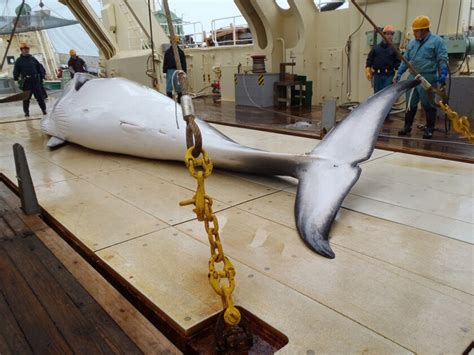 Japan Plans To Resume Whaling Next Year Los Angeles Times