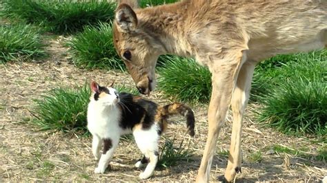 Cat And Deer Are Friends Life With Cats